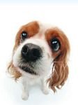 pic for King Charles Spaniel